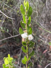 Acacia hispidula