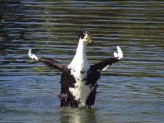 Anas platyrhynchos domesticus