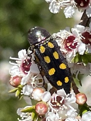 Castiarina xanthopilosa