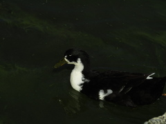 Anas platyrhynchos domesticus