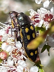 Castiarina xanthopilosa