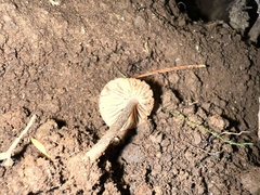 Pseudolaccaria pachyphylla