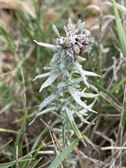 Helichrysum stoechas