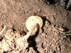 Pseudolaccaria pachyphylla