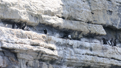 Phalacrocorax fuscescens