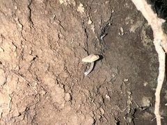 Pseudolaccaria pachyphylla