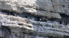 Phalacrocorax fuscescens