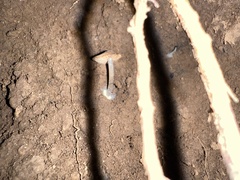 Pseudolaccaria pachyphylla