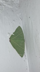 Urolitha bipunctifera