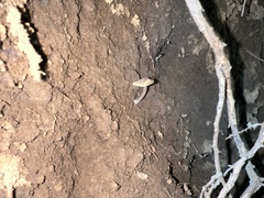 Pseudolaccaria pachyphylla