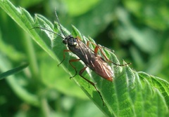 Tenthredopsis litterata