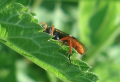 Tenthredopsis litterata