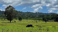 Bos javanicus javanicus