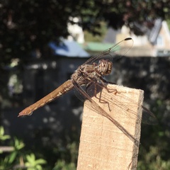 Orthemis nodiplaga