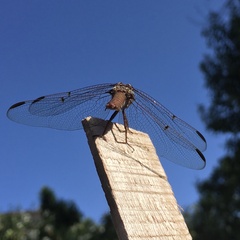 Orthemis nodiplaga