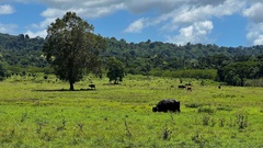 Bos javanicus javanicus