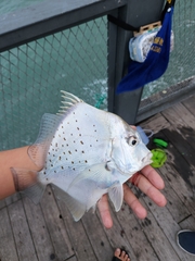 Drepane punctata