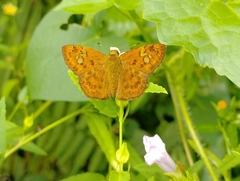 Pseudocoladenia dan dhyana