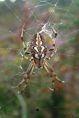 Neoscona adianta