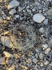 Echinocactus horizonthalonius