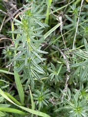 Galium verum