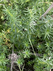 Galium verum