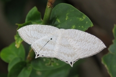 Acropteris ciniferaria