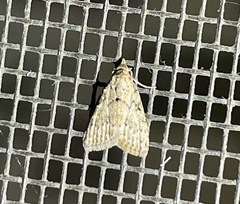 Nola desmotes