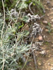 Helichrysum stoechas