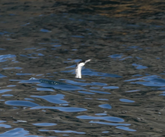 Phalacrocorax fuscescens