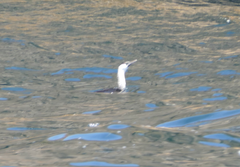 Phalacrocorax fuscescens