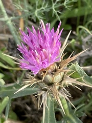 Centaurea calcitrapa
