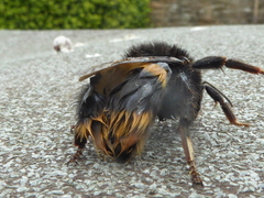 Bombus terrestris audax