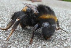 Bombus terrestris audax
