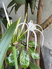 Hymenocallis