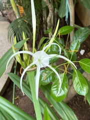 Hymenocallis