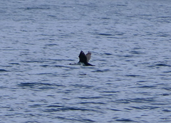 Phalacrocorax fuscescens