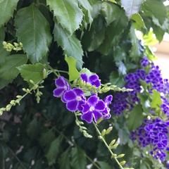 Duranta