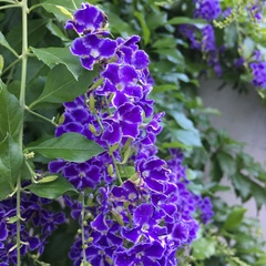 Duranta