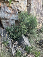 Grevillea floribunda