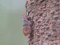 Scamandra