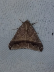 Ophisma sinuata