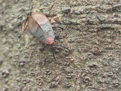 Scamandra