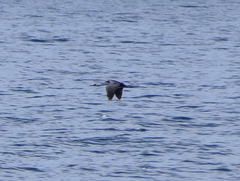 Phalacrocorax fuscescens