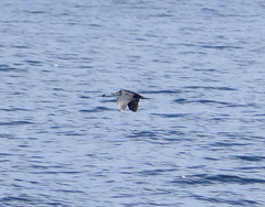 Phalacrocorax fuscescens