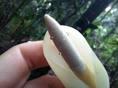 Philodendron propinquum