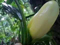 Philodendron propinquum