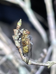 Calliphora stygia