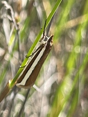 Corynophora lativittalis