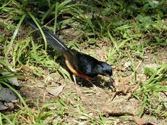 Copsychus malabaricus